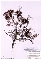 藏品(叉枝藻)的圖片